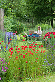 Early summer garden with poppy