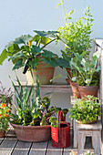 Gemüse in Toepfen auf dem Balkon ziehen