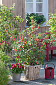 Red currant 'Jonkher Van Tets' (Ribes rubrum) and Dahlia