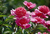 Paeonia Hybrid 'Raspberry Rose' (Peony)