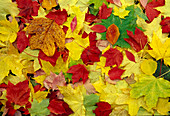 Autumn leaves yellow, red, green, brown
