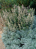Artemisia schmidtiana 'Nana' (sage brush)