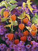 Aster 'Sapphire', Physalis