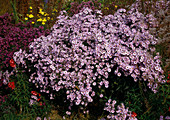 Aster novi-belgii