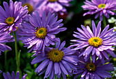 Aster ALPINUS