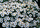 Aster novae-angliae 'autumn snow'