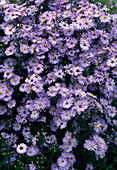 Aster novi-belgii 'Brigitte'