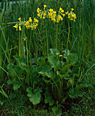 Primula florindae