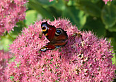 Sedum spectabile with peacock butterfly and bees