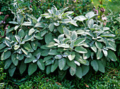 Salvia officinalis 'Berggarten' (sage)