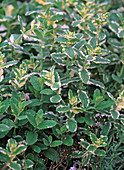 Mentha suaveolens 'Variegata' (pineapple mint)