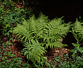 Athyrium filix-femina