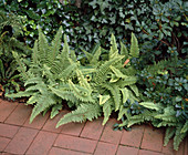 Polystichum setiferum