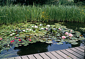Pond with pier, Nymphaea 'Wesernixe', 'Pöstlingberg'