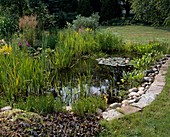 Naturnaher Teich mit Sumpfpflanzen und Seerose
