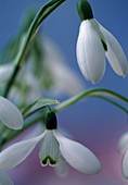 Galanthus nivalis (snowdrop)
