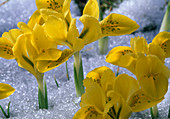 Iris danfordiae in the snow