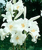 Lilium candidum (Madonna lily), fragrant