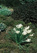Narzisse (Narcissus triandrus)