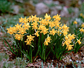 Narcissus cyclamineus hybrids