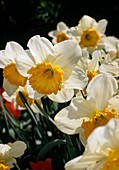 Cup Narcissus 'Royal Orange'