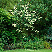 Philadelphus virginal (Pfeiffenstrauch , Bauernjasmin, Falscher Jasmin), Beet mit Geranium endressi 'Wargrave pink'(Storchschnabel)