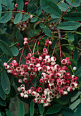 Sorbus hupehensis (Eberesche)