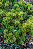 Pinus mugo 'Ophier' im Winter (Bergkiefer)