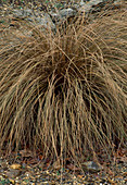 Carex buchananii (Segge)