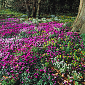 Cyclamen coum (Alpenveilchen), Galanthus (Schneeglöckchen), Eranthis (Winterlinge)
