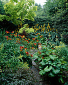 Ligularia 'Przewalskii', Ligularia dentata 'Desdemona', Phormium (Neuseeländ. Flachs), Hemerocallis (Taglilie)