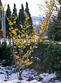 Hamamelis mollis (witch hazelnut) flowers in winter