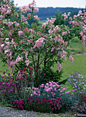 Syringa reflexa (lilac), Dianthus (carnation)