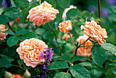 Pink 'Charles Austin' (English rose), often flowering