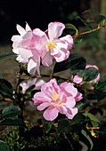 Camellia 'Snippet '