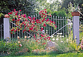 Rosa 'Gruß an Heidelberg' / Kletterrose wächst Tor zu