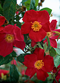 Wild Rose 'Red Wing'