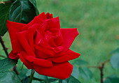 Rosa 'Antonia Ridge' Teehybride, öfterblühend, duftend