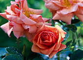 Pink 'apricola' (bed rose)