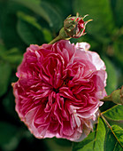 Rose de Peintres', syn. 'Rosa centifolia major'