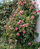 Rose centifolia