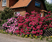 Rhododendronhecke