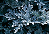 Senecio bicolor