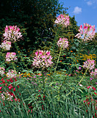 Cleome spinosa pink