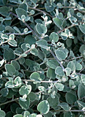 Helichrysum petiolare 'Silver'
