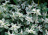 Annual Euphorbia 'rock crystal'