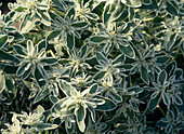 Euphorbia 'rock crystal'