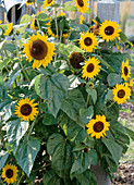 Helianthus annuus 'Holiday' (Sunflower)