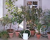 Container plants at the cool wintering place