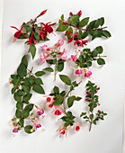 Fuchsia tableau: 'Charming', 'Count Witte', 'Lady Isobel